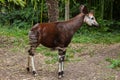 Okapi (Okapia johnstoni). Royalty Free Stock Photo