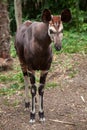 Okapi (Okapia johnstoni). Royalty Free Stock Photo