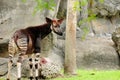 Okapi in a zoo Royalty Free Stock Photo