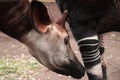 Okapia johnstoni, Giraffidae family