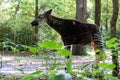 Adult okapi between trees