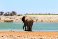 Rear end of an elephant drinking from a large waterhole, with a herd of kudu Royalty Free Stock Photo