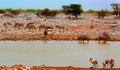 Okaukeujo waterhole teeming with zebra, Oryx and Impala. This is a popular waterhole, Etosha National Park