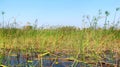 Okavango delta Royalty Free Stock Photo