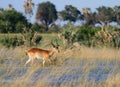 Okavango Delta