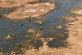 Okavango Delta Aerial with Elephant Herd in a Swamp Royalty Free Stock Photo