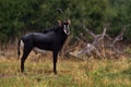 Okavango delta antelope. Sable antelope, Hippotragus niger, savanna antelope found in Botswana in Africa. Detail portrait of