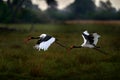 Okavango delta bird flight. Saddle-billed stork, or saddlebill, in nature habitat. Bird in the green grass during rain, Okavango