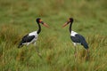 Okavango delta bird flight. Saddle-billed stork, or saddlebill, in nature habitat. Bird in the green grass during rain, Okavango