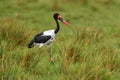 Okavango delta bird flight. Saddle-billed stork, or saddlebill, in nature habitat. Bird in the green grass during rain, Okavango