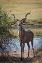 Okavango delta of Botswana, Africa. Royalty Free Stock Photo