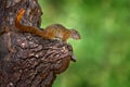 Okavango delta, Botswana, Africa. Wildlife nature. Tree Squirrel, Paraxerus cepapi chobiensis, detail of exotic