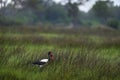 Okavango delta, Botswana in Africa. Wildlife scene from nature. Saddle-billed stork, or saddlebill, Ephippiorhynchus senegalensis Royalty Free Stock Photo