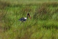 Okavango delta, Botswana in Africa. Wildlife scene from nature. Saddle-billed stork, or saddlebill, Ephippiorhynchus senegalensis Royalty Free Stock Photo