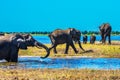 The Okavango Delta Royalty Free Stock Photo