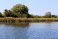 Okavango Delta Landscape. Botswana Royalty Free Stock Photo