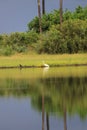 Okavango delta landscape, dugout canoe trip, botswana, africa Royalty Free Stock Photo