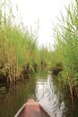 Okavango delta landscape, dugout canoe trip, botswana, africa Royalty Free Stock Photo