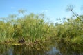 Okavango delta, plants growing from water, grass, Botswana, Africa