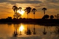 Okavango Delta Royalty Free Stock Photo
