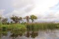 Okavango delta landscape, dugout canoe trip, botswana, africa Royalty Free Stock Photo