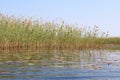 Okavango Delta water and Royalty Free Stock Photo