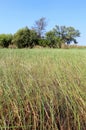 Okavango Delta water landscape. North of Botswana. Royalty Free Stock Photo
