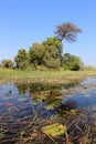 Okavango Delta water landscape. North of Botswana. Royalty Free Stock Photo