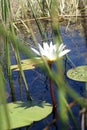 Okavango Delta water lily Royalty Free Stock Photo