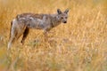 Okavango wildlife. Side-striped jackal, Canis adustus, canid native to Africa, in golden grass. Wet season. Safari in Okavango Royalty Free Stock Photo