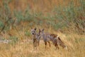 Okavango wildlife. Side-striped jackal, Canis adustus, canid native to Africa, in golden grass. Wet season. Safari in Okavango Royalty Free Stock Photo