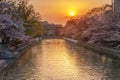 Okazaki Canal during the spring cherry blossom season. Royalty Free Stock Photo