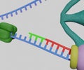 Okazaki fragments linked together by DNA ligase