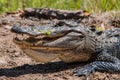 Alligator Smile Royalty Free Stock Photo