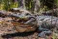 Alligator Smile Royalty Free Stock Photo