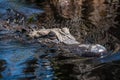 Alligator on the Move Royalty Free Stock Photo