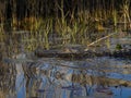 Big alligator relaxing in water Royalty Free Stock Photo