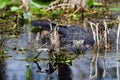 Okefenokee Gator Royalty Free Stock Photo