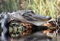 Large basking American Alligator gaping throat pouch; Okefenokee Swamp National Wildlife Refuge, Georgia USA