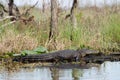 Okefenokee Swamp Alligator Basking Royalty Free Stock Photo