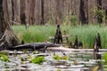 Alligator basking on a log in a Cypress Swamp; Okefenokee National Wildlife Refuge, Georgia