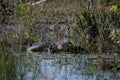 Okefenokee Swamp Alligator Royalty Free Stock Photo