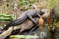 Okefenokee Swamp Bull Alligator Basking Royalty Free Stock Photo