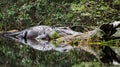 Okefenokee Swamp Bull Alligator Basking Royalty Free Stock Photo