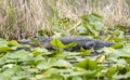 Okefenokee Swamp large alligator on lily pads Royalty Free Stock Photo