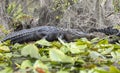 Okefenokee Swamp large alligator on lily pads Royalty Free Stock Photo