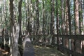 Wood walkway thru the swamp