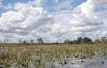 Okefenokee Swamp Prairie Habitat landscape panorama Royalty Free Stock Photo