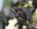 Okerborstbaardkoekoek, Black-streaked Puffbird, Malacoptila fulvogularis Royalty Free Stock Photo