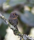 Okerborstbaardkoekoek, Black-streaked Puffbird, Malacoptila fulvogularis Royalty Free Stock Photo